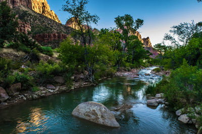 Scenic view of river in forest