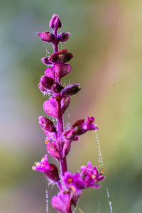 Close-up of pink flowering plant