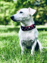 Dog looking away on grass