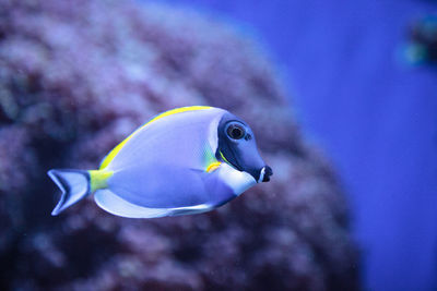 Powderblue tang fish acanthurus leucosternon on a coral reef.