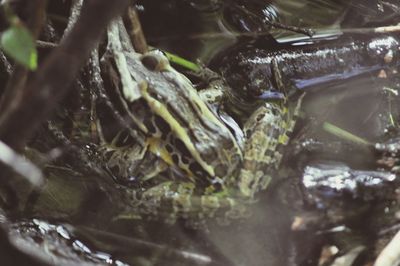 High angle view of fish in water