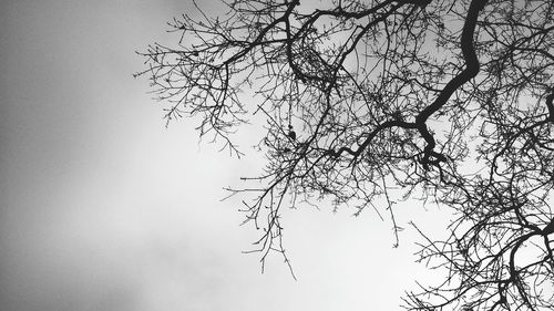 Low angle view of bird on tree against sky