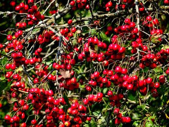 Close-up of red berries growing on tree
