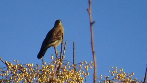 Low angle view of bird perching on tree against clear blue sky