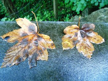 Close-up of dry leaves on ground