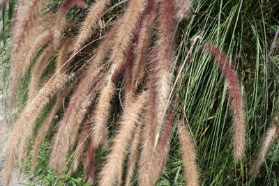Close-up of crops growing on field