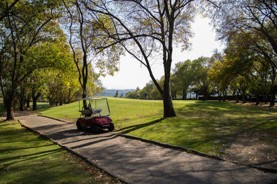 Trees in park