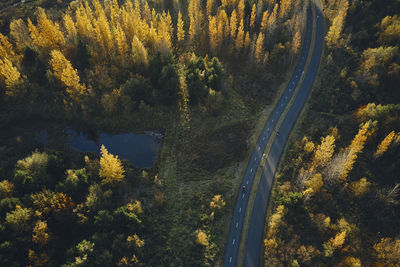 Asphalt road through colorful autumn forest