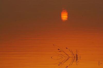 Silhouette bird by lake against orange sky