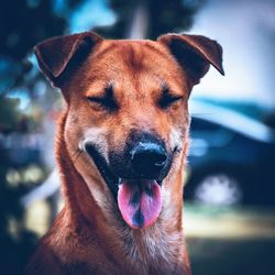 Close-up portrait of a dog