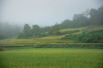 Scenic view of agricultural field against sky