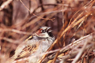 Close-up of bird perching on branch