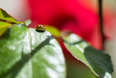 Close-up of ladybug on leaf