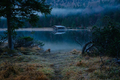 Scenic view of forest