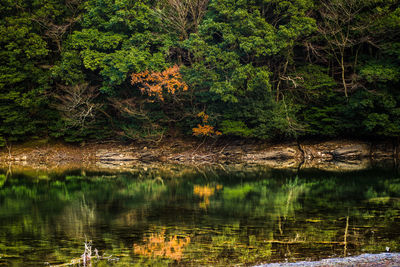 Scenic view of lake in forest