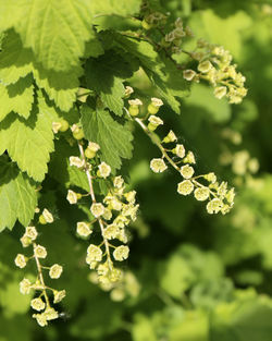 Close-up of flowering plant