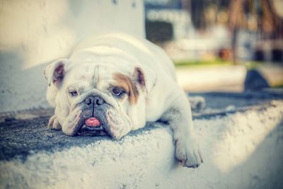 Close-up portrait of a dog