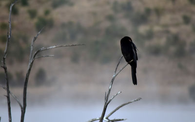 Close-up of bird perching on a plant