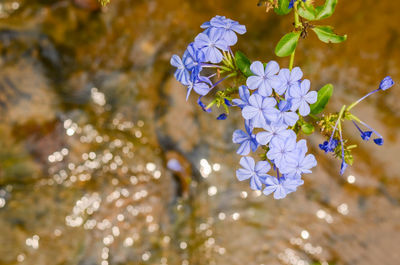 Close-up of purple flowering plant