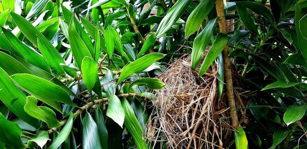 Close-up of fresh green plants on field