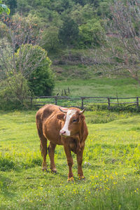 Cow grazing on field