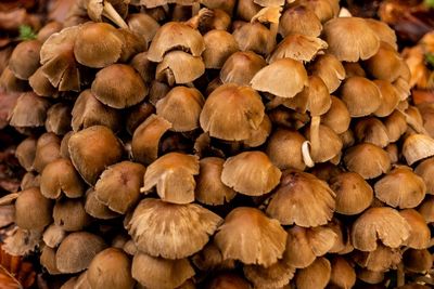 Full frame shot of mushrooms