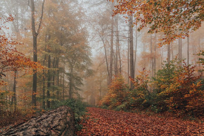 Trees in forest during autumn