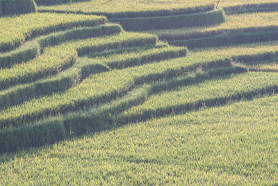 High angle view of corn field