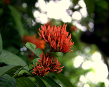 Close-up of red flower