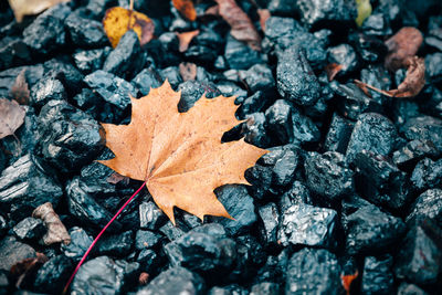 High angle view of maple leaf on stones