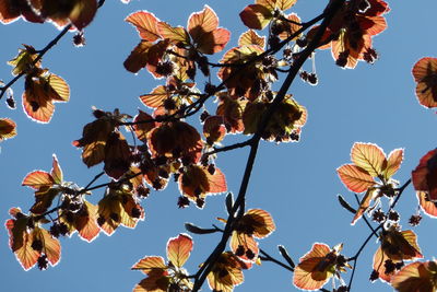 Low angle view of young leaves against sky