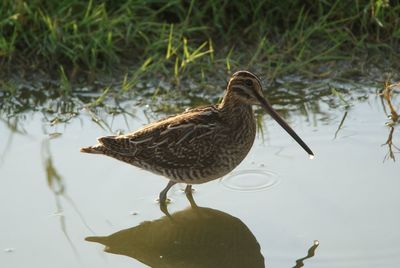 Bird perching on a lake