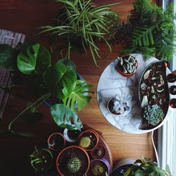 High angle view of potted plants on table