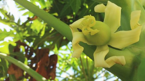 Close-up of yellow flowering plant