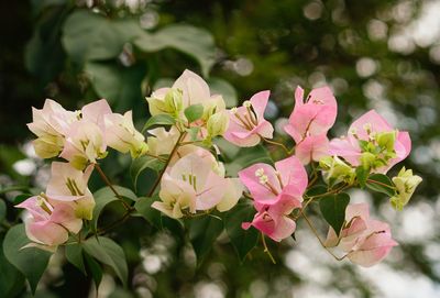 Close-up of pink flowering plants