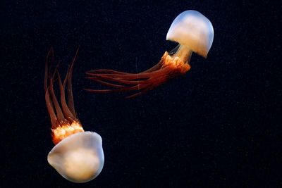 Close-up of jellyfish