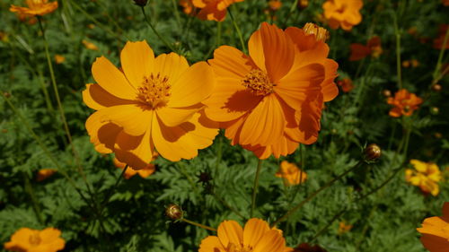 Close-up of yellow flowering plants