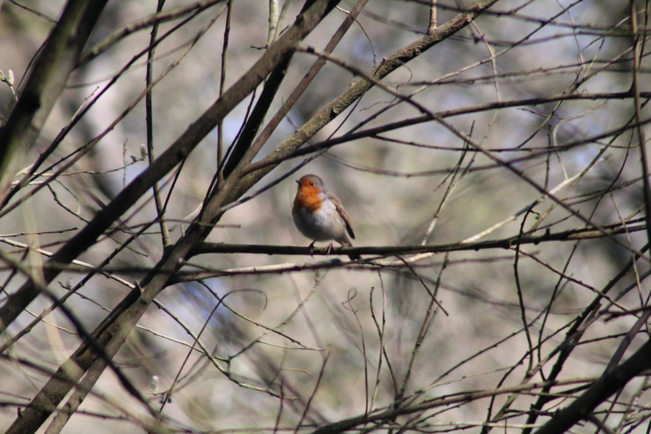 BIRD PERCHING ON A TREE