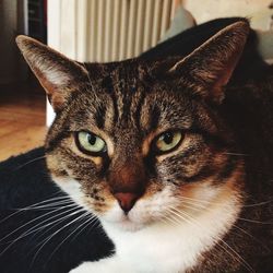 Close-up portrait of tabby cat