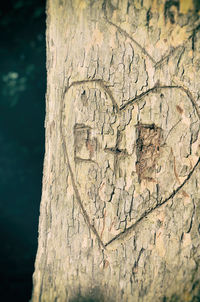 Close-up of tree trunk