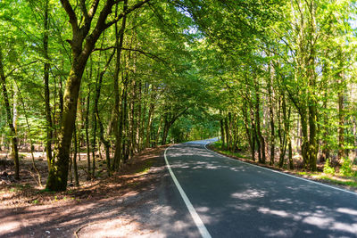 Empty road amidst trees in forest