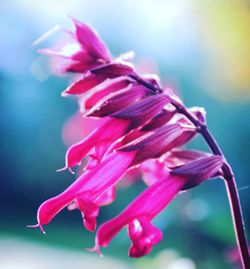 Close-up of pink flowers