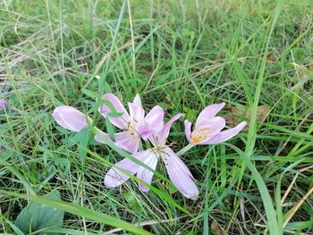 High angle view of purple crocus flowers on field