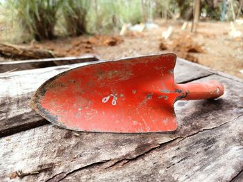 Close-up of red mushroom growing on wood