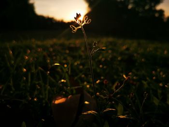 Close-up of flowering plant on field