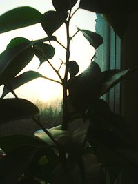 Close-up of silhouette hand against sky