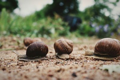 Close-up of snail