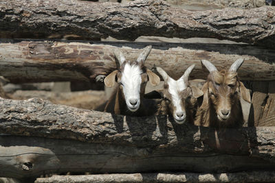 Portrait of goats standing outdoors