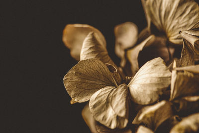 Close-up of dried plant against black background