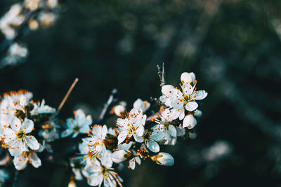 Close-up of cherry blossoms on tree